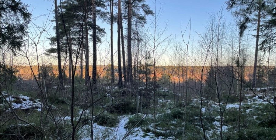Skogsområde for Skotbu høydebasseng